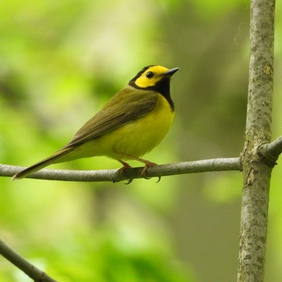 Meet the Posher - Picture 3 of 4